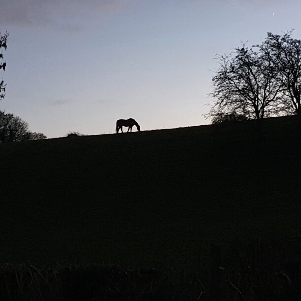 Horse in Stillness