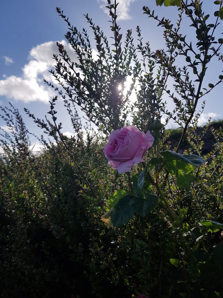 Rose Image_LmcD