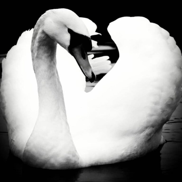 Swan Image_John McManus